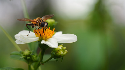 Bee working on wild flower in morning light with green nature   background