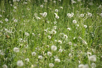 Fototapeta premium Pusteblumenwiese Löwenzahnwiese 2018628