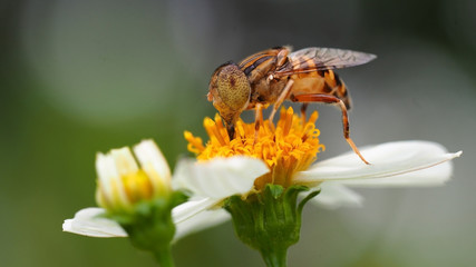 Bee working on wild flower in morning light with green nature   background