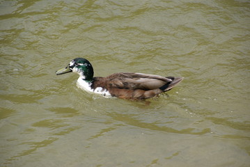 Stockente Hybrid 2018622