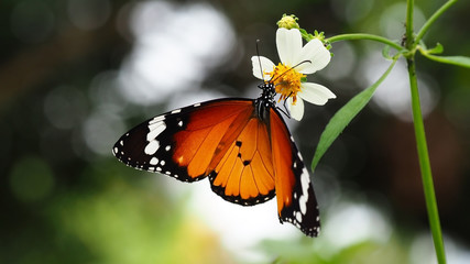 Blurred image, butterfly on wild flower in morning light with green nature   background
