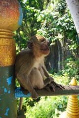 monkey