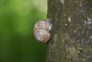 Weinbergschnecke schlafend 2018627