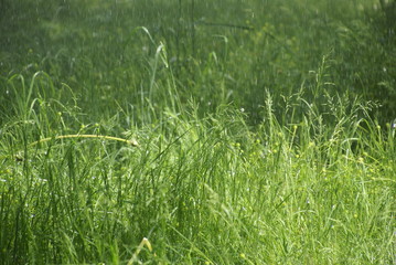 Wiese bei Regen und Sonne 20187630