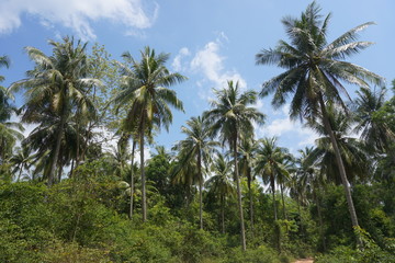 Naklejka premium palm trees