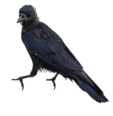 Cutouts of birds
