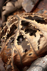 Dry leaf the food of small insects