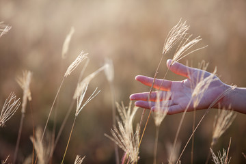 hand touching dry reeds grass background - obrazy, fototapety, plakaty