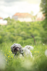 Hunde Urlaub
