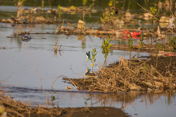 Kingfisher dive and hunting fish and crabs in a mangrove forest with lot of plastic garbage brought by tides
