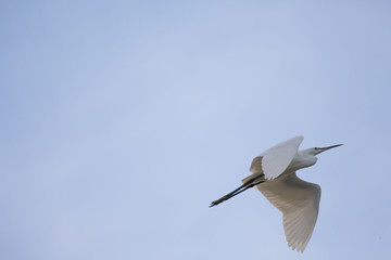 a little egret flight  spread the wings this beautiful white bird a tranquil scene in nature 
