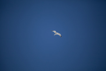 Seagull soaring under early summer sun, England