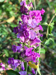 Garlic vine violet flower selective focus point