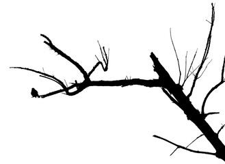  oiseau sur branche sèche, fond blanc