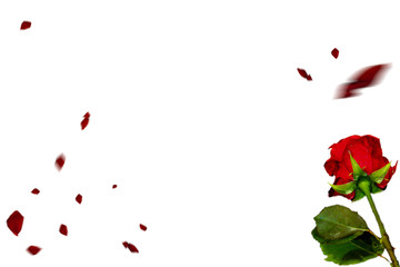 Red roses overlays. Well suited for weddings, birthdays, Christmas and more.