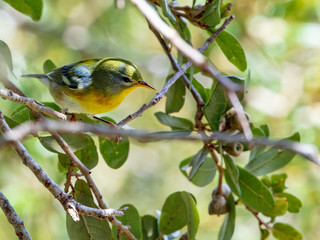 The strikingly beautiful Northern Parula songbird forages for insects in a live oak tree