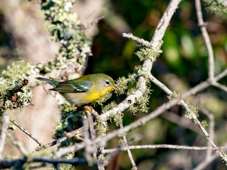 The strikingly beautiful Northern Parula songbird forages for insects in a live oak tree