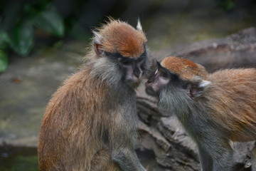 monkey