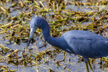 A beautiful Little Blue Heron forages for food in the vegetation strewn wetland waters