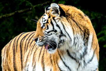 tiger portrait