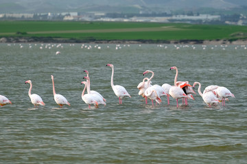 Naklejka premium Group of pink flamingos on the Salt Lake in Larnaca, Cyprus, rests after a winter flight and feeds on Artemia crustaceans before mountains at far