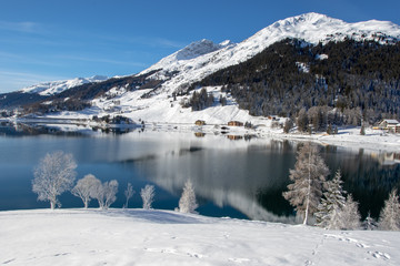 Fototapeta na wymiar Frozen trees on Lake Davos, Switzerland