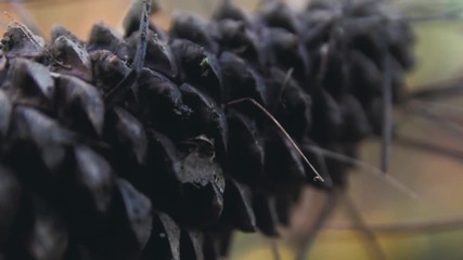 CLOSE VIEW OF A TREE PINEAPPLE