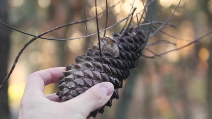 HAND SUSTAINING A TREE PINEAPPLE