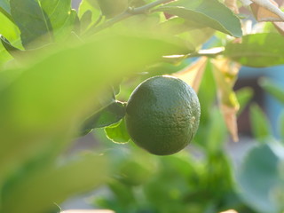 Green limes on a tree