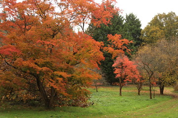 autumn in the park