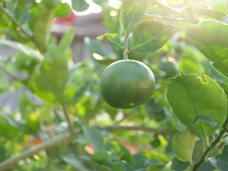 Green limes on a tree