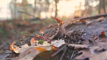 HAND TAKING A STONE SURROUNDED BY MOSS