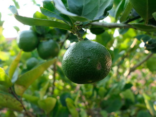 Green limes on a tree