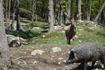 Wapiti