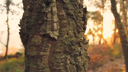 TREE IN THE FOREST WITH SUNLIGHT