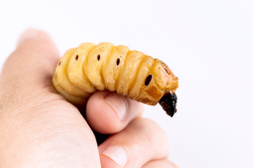 Woman hand holding Larva of Oryctes rhinoceros Coconut beetle is dangerous insect pest. Worm beetle for deep-fried as food items it is good source of protein. Future food, entomophagy concept.