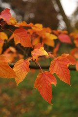 autumn leaves on tree