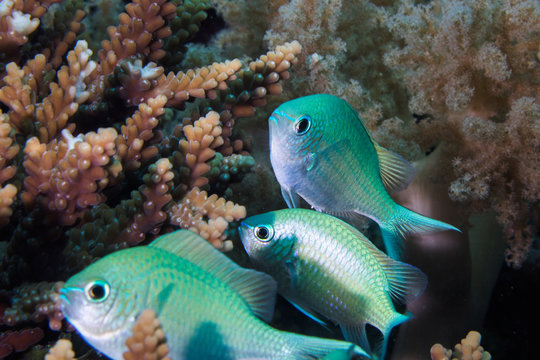 Close up of Blue-green Chromis fish - Blue Pullerfish (Chromis Viridis) small fish hiding on the coral reef.
