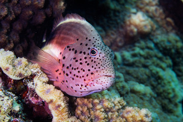 Fototapeta na wymiar Freckled Hawkfish - Pixy Hawkfish (Paracirrhites Forsteri) facing the camera.