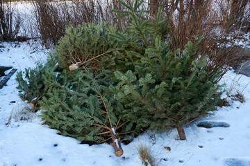 Weihnachtsbaum Entsorgung Neujahr