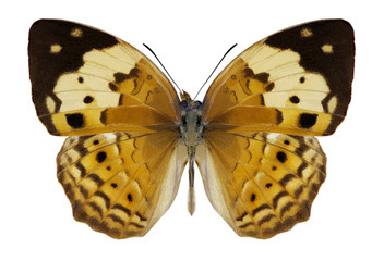 Butterfly Cupha erymanthis on a white background
