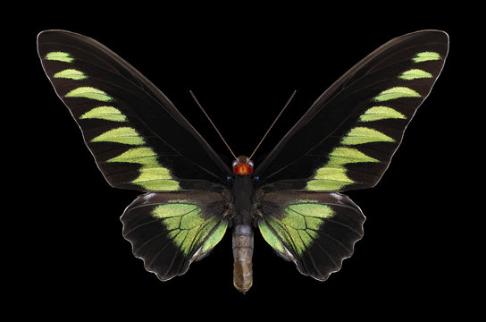 Butterfly Trogonoptera Brookiana On A Black Background