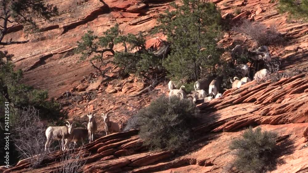 Wall mural Desert Bighorn Sheep Ewes