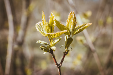 branch of a tree in spring