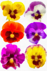 Watercolor drawing of six different pansies