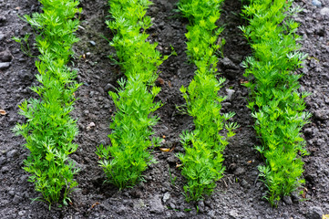 Rows of young carrot