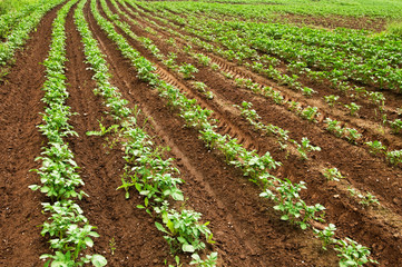 Fototapeta na wymiar View of a potato crop from farmers field. Focus on foreground.