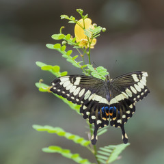 Butterfly sitting on a branch in a botanical garden