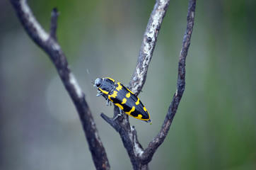 Yellow and black Australian native Banksia Jewel Beetle, Cyrioides imperialis, family Buprestidae, in regenerating heath after a bushfire, Royal National Park, NSW, Australia