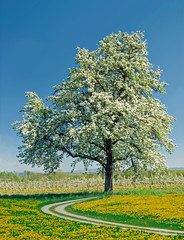 Fototapeta premium Feldweg durch blühenden Löwenzahn